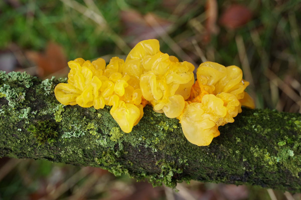 Tremella - Snow ear 