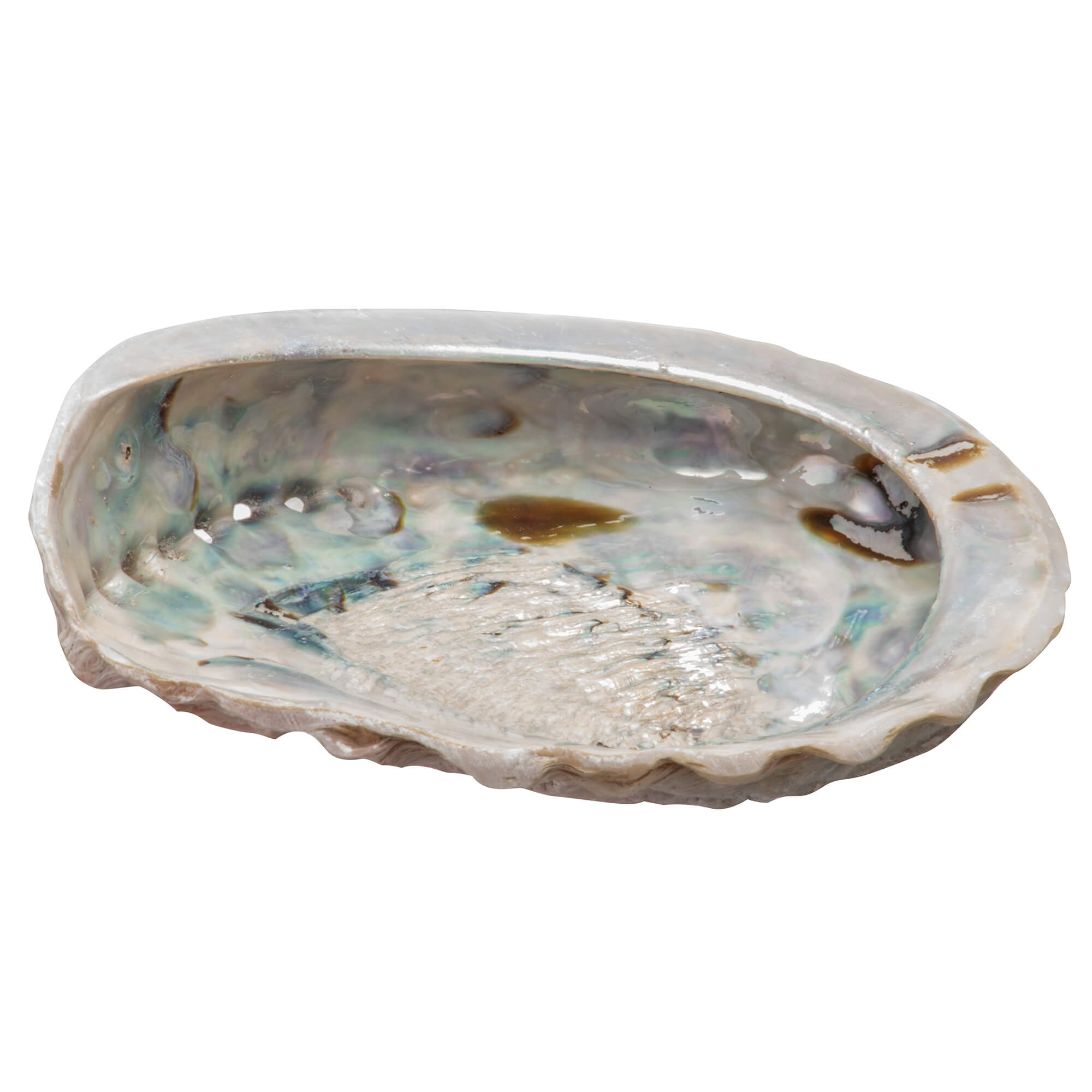 Pink abalone – incense shell