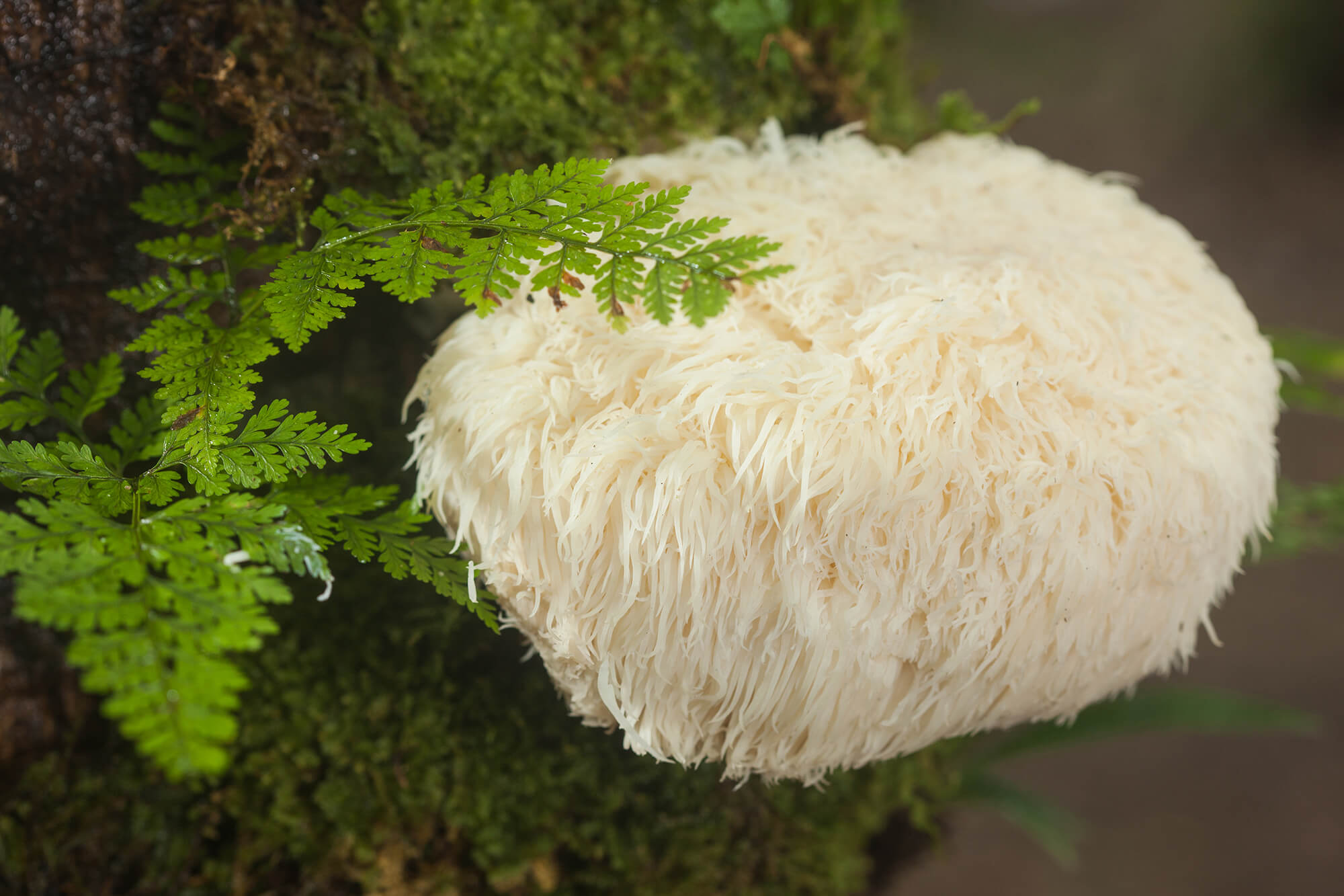 Hericium - Igelstachelbart